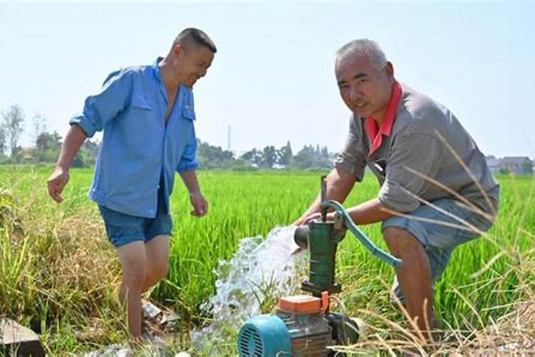 连翘栽种的注意事项 连翘栽种要注意什么