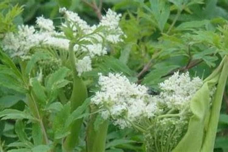 土豆有种子吗 土豆的种子是怎么样的