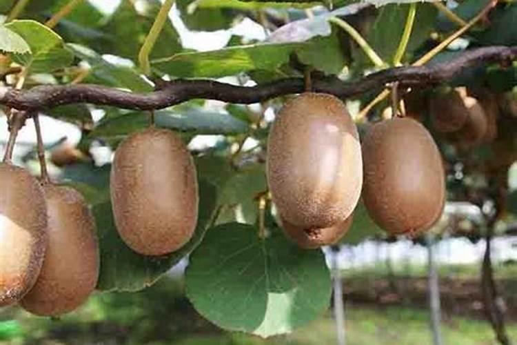南瓜追肥用什么肥料好