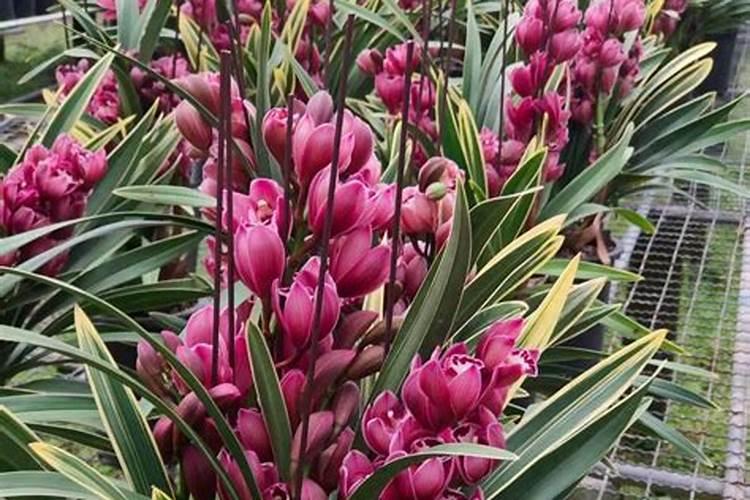 矿源黄腐酸钾使用方法