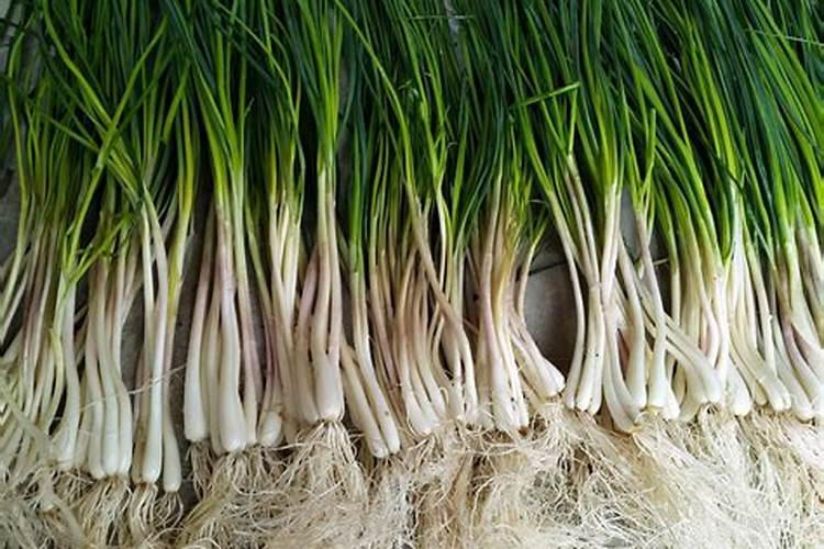 家养芦荟一般施什么肥叶片直挺肥厚？