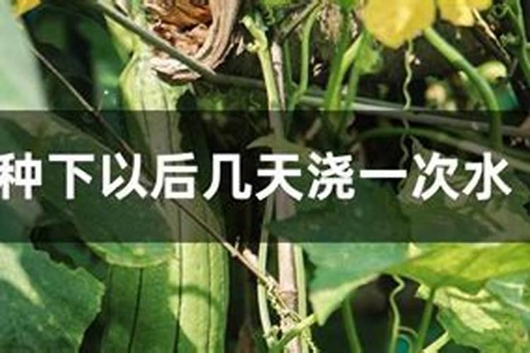 小麦收完种玉米,底肥用什么好？一亩地多少斤？老农教你选底肥