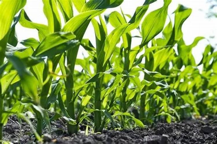 棉花打顶后喷施的最好的叶面肥