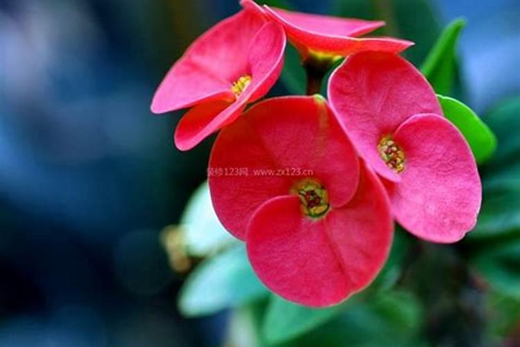 怎样种植无花果树,无花果树的施肥