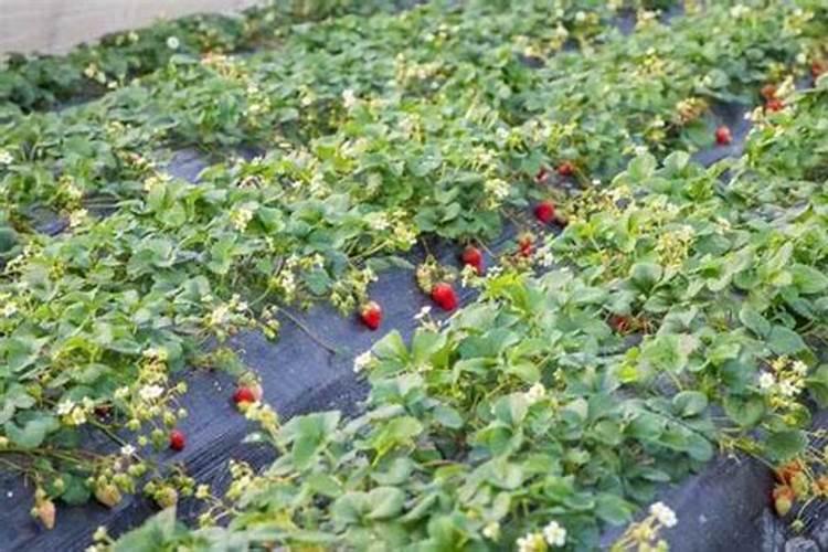 草莓什么时间施肥？