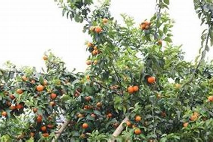 石榴树苗不发芽怎么办