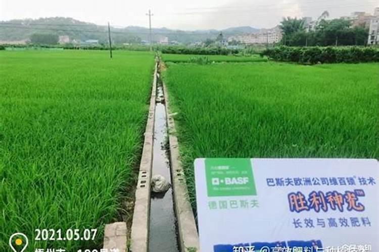 高钾肥会导致茄子僵果吗 如何正确施钾肥