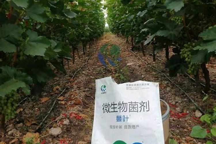 玉米地底肥用磷比氮多好吗？