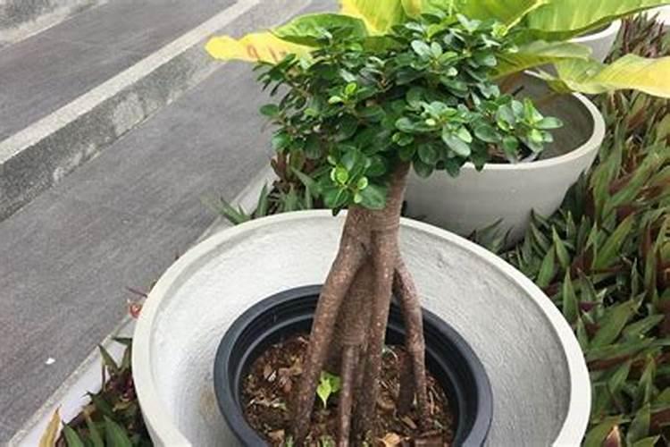 幸福树截杆后怎样催芽