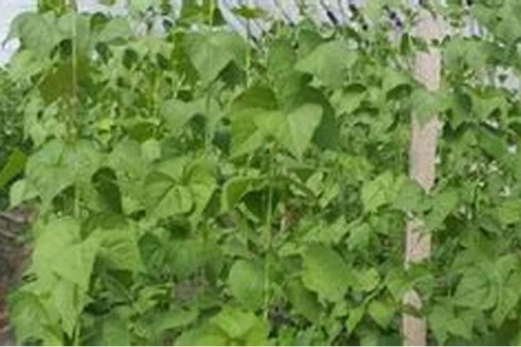 芸豆施什么肥长得最好 芸豆怎么施肥