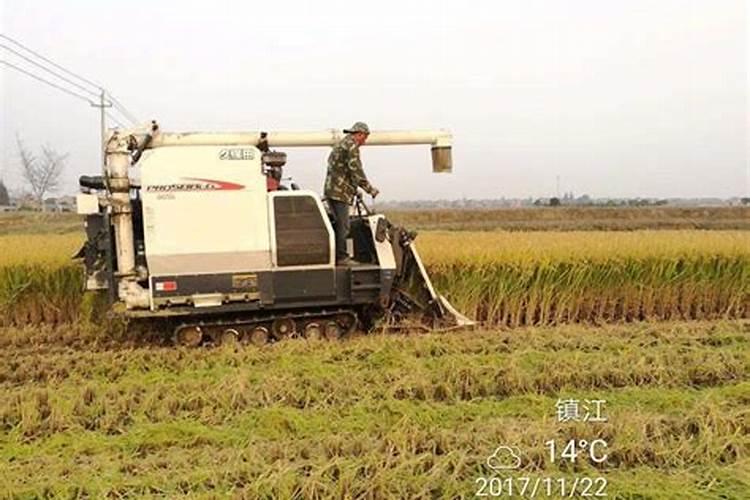 罗汉松用什么肥较好