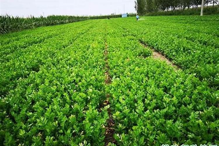 大棚红薯育苗,一亩地能育几万株苗