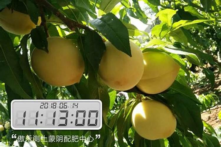 种豌豆尖用什么肥料才长得壮？