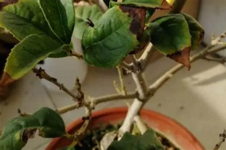 盆栽石斛的种植方法