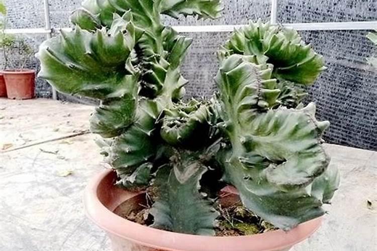 玉麒麟剪下来怎样栽