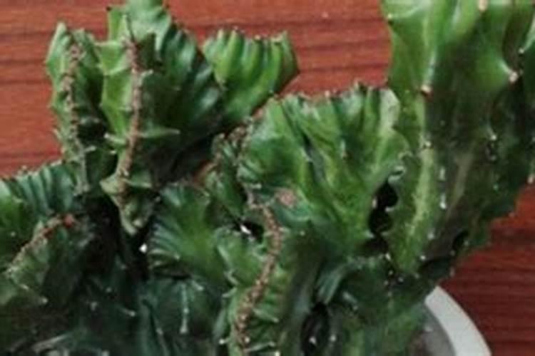 玉麒麟怎么快速生根