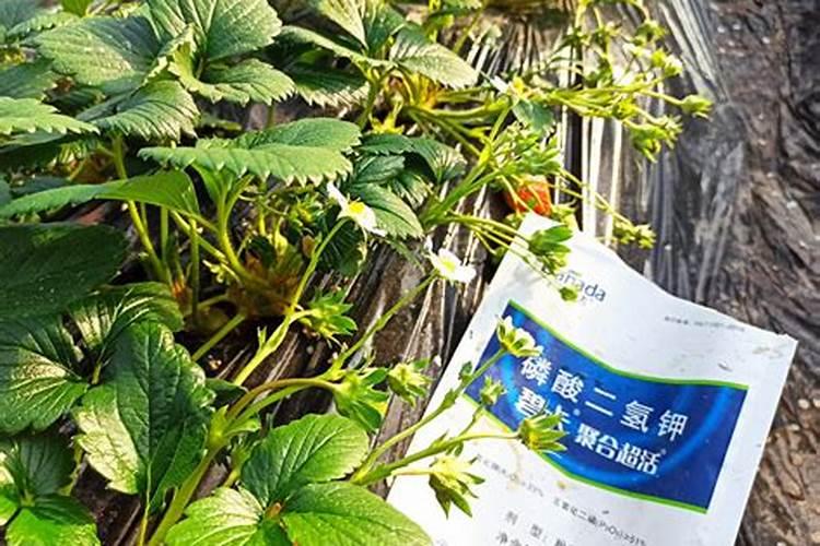 正规水溶肥厂家名单