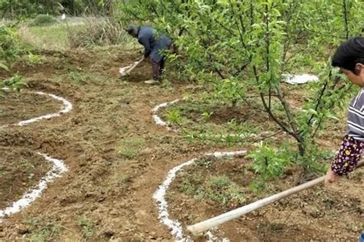 玉米什么时候打叶面肥好 使用方法有哪些