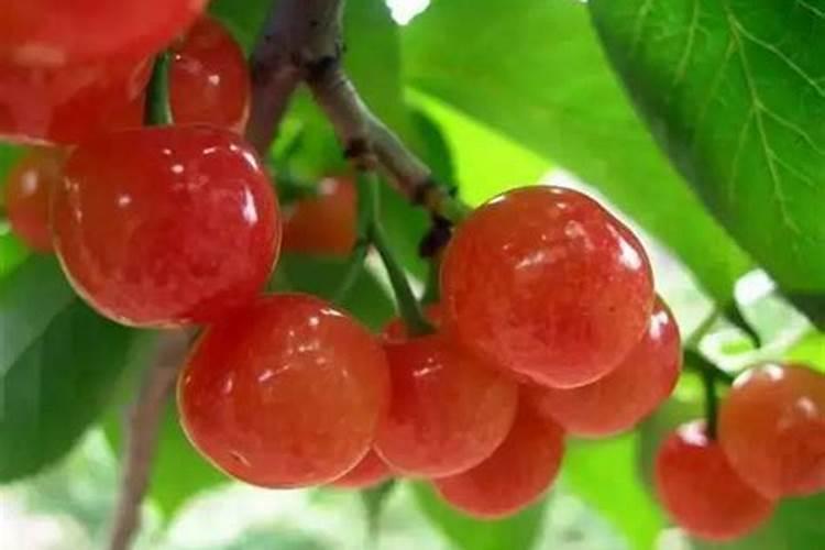 盆栽樱桃树刚发芽能上肥吗
