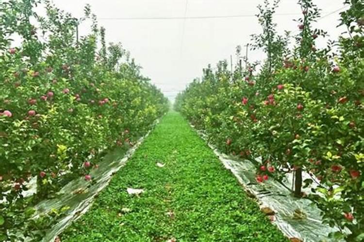种豌豆尖用什么肥料