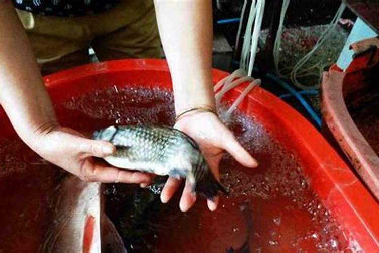 什么肥能促进茶叶树生长