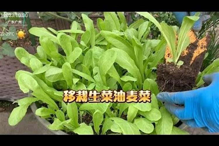油麦菜高产栽培技术