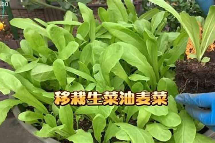 大棚油麦菜几天施肥,什么肥料好