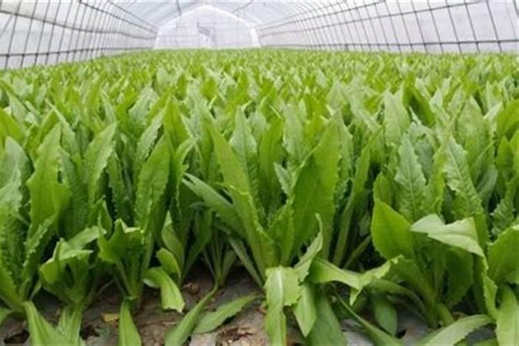 油麦菜用什么肥料好