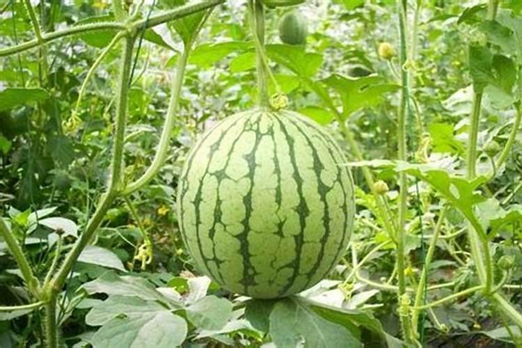 硼肥对西瓜苗能用么？