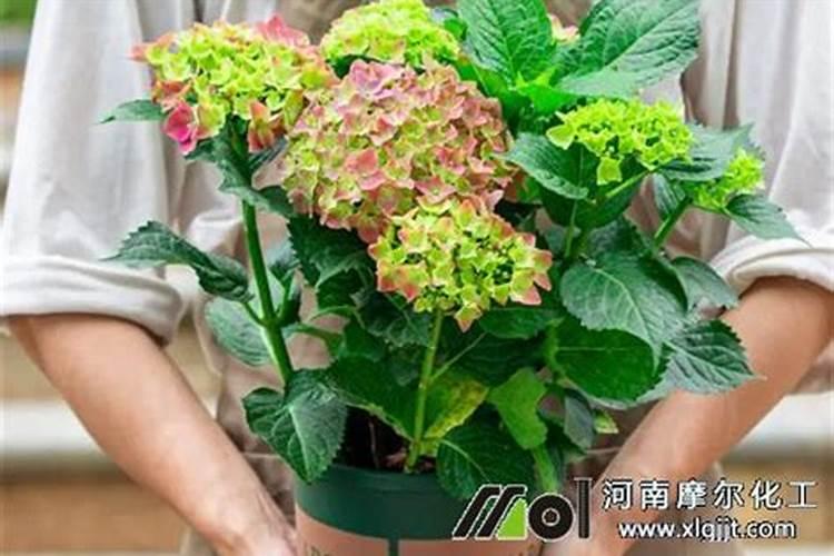 平阴玫瑰的施肥方法