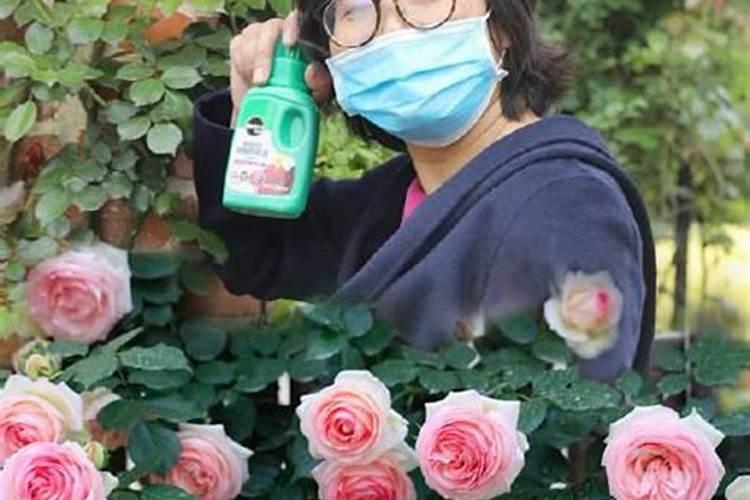 关于玫瑰花的小知识有哪些