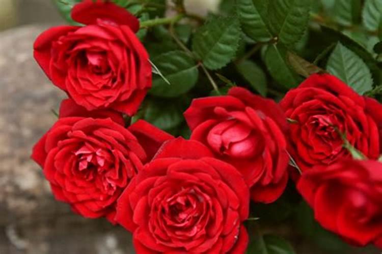 玫瑰花怎么施肥