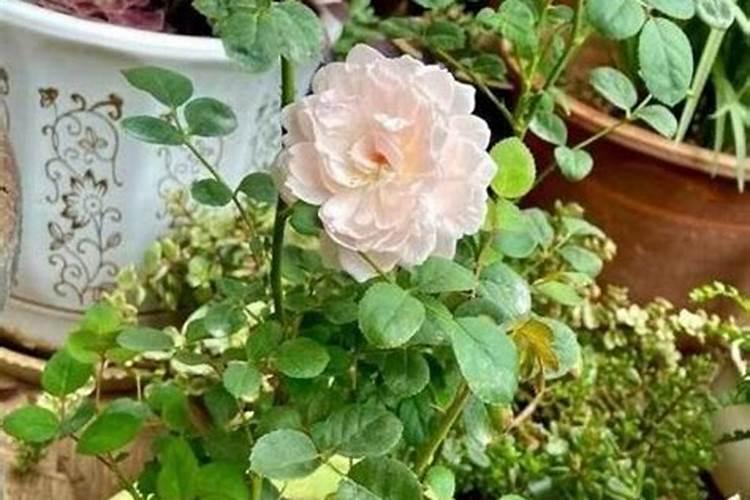 盆栽玫瑰叶子发黄