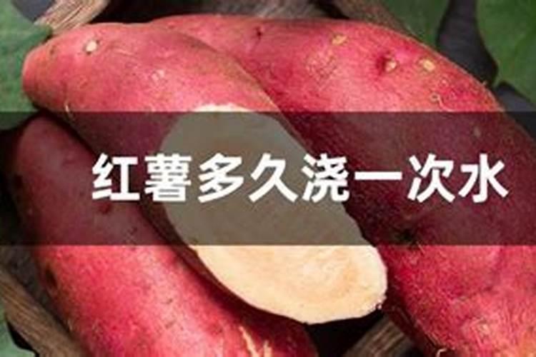 红薯苗喷什么叶面肥生长快,红薯苗什么时候种植好
