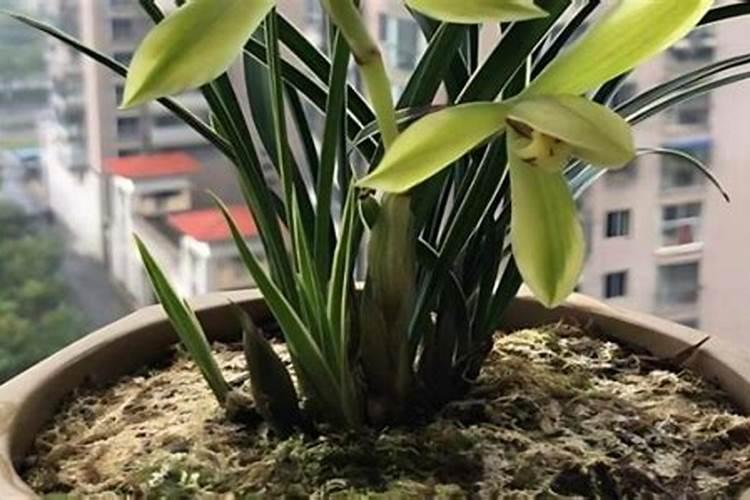 养月季花施肥,喷叶和灌根,哪个效果最佳？