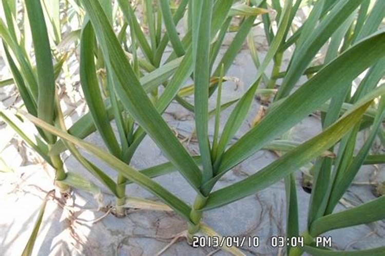 葡萄树叶面肥有哪些？不同时期叶面肥的运用？