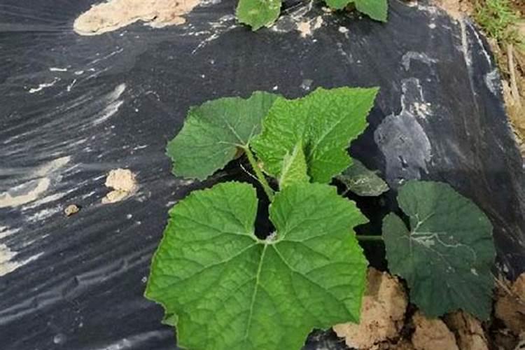 硝酸钾是什么肥