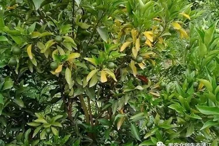 在气体氮化过程中,采用氨气的氮化效果比氨气好吗,为什么？