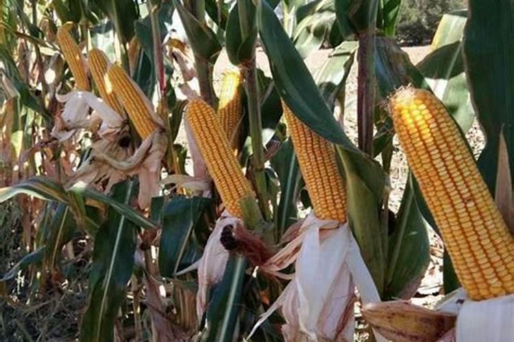 玉米打什么叶面肥增产