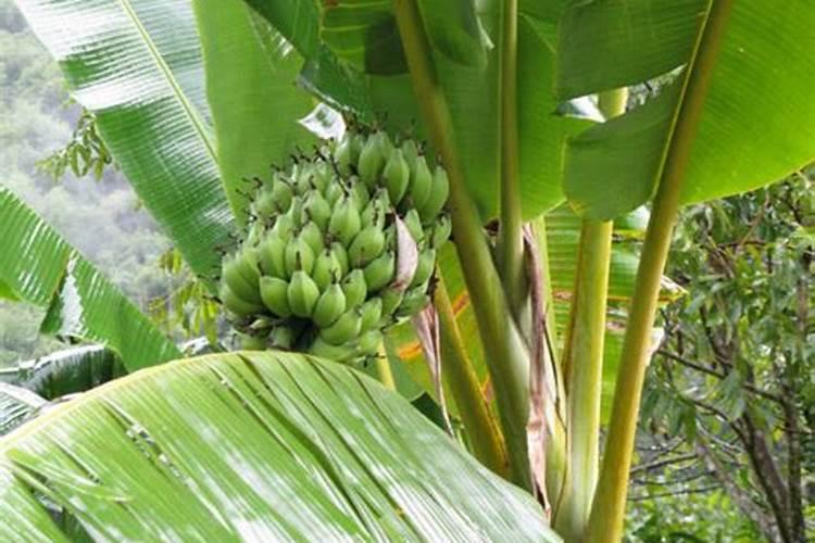 磷酸二氢钾加硼的正确方法