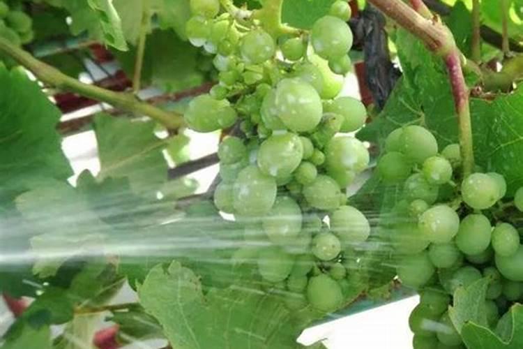 月季怎样喷施叶面肥？