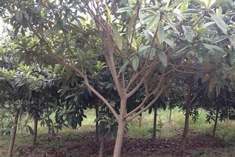 枇杷树什么时候施肥