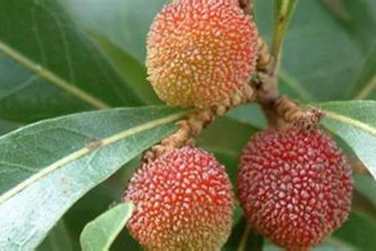 韭菜最忌三种肥料