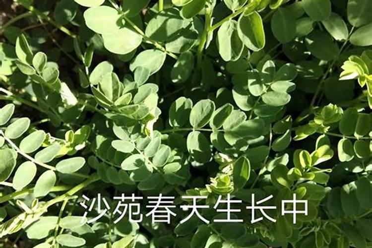 鱼内脏发酵可以给蝴蝶兰施吗