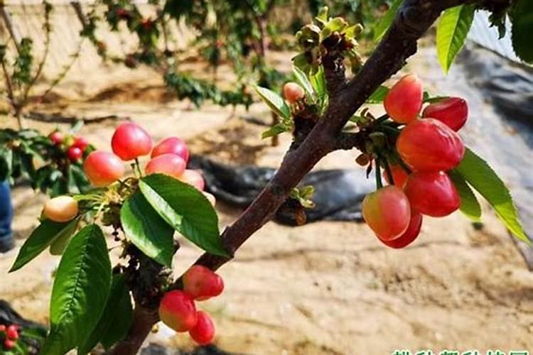 番茄喜肥吗 喜欢施什么肥料