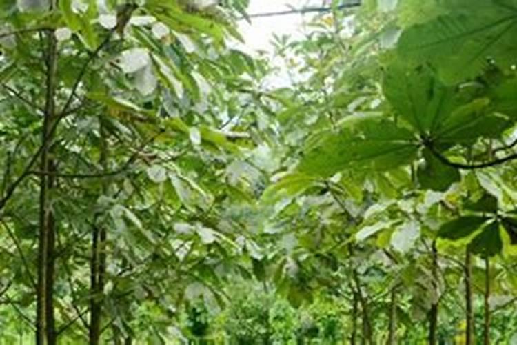 刚刚移栽的树可以施肥吗 刚移栽的树什么时候可以施肥