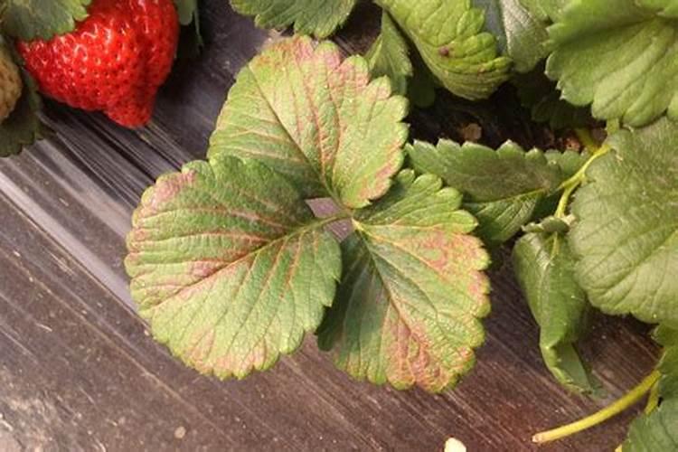 阳台种植草莓施什么肥