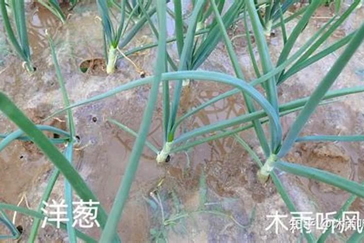 一升水放几粒尿素浇花？千万别在错了