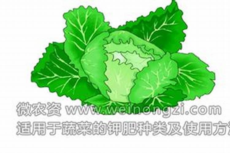 钾肥最适用哪些作物