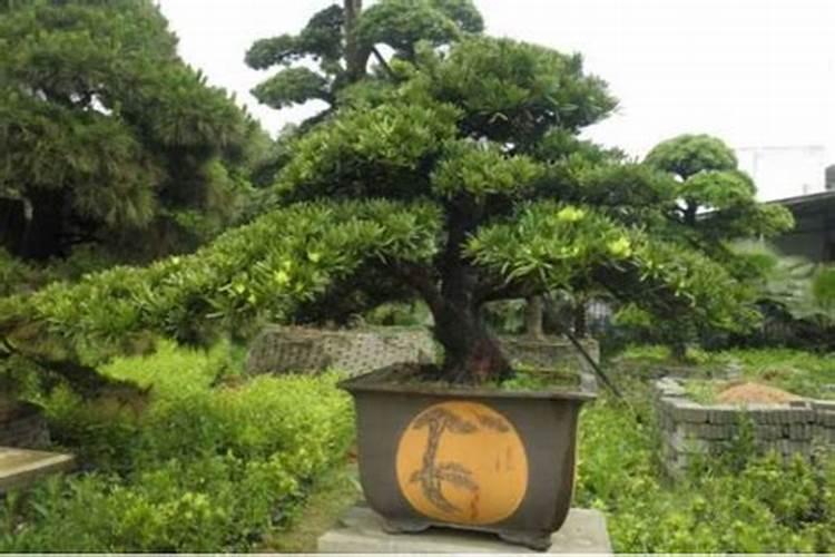 种雀舌罗汉松用什么泥土好磷肥适合种罗汉松吗？